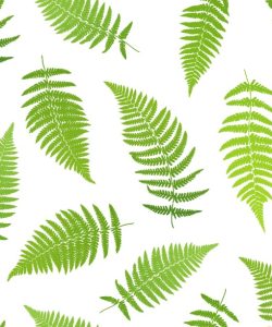 Fern Frond